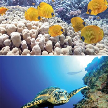 TETRA DECO ART POSTER TURTLE&REEF