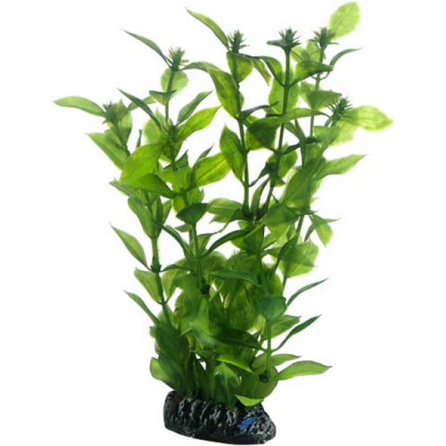 Hobby Hygrophila Τεχνητό φυτό ενυδρείου, φυσικό και αυθεντικό αποτέλεσμα