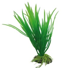 Hobby cyperus 16cm