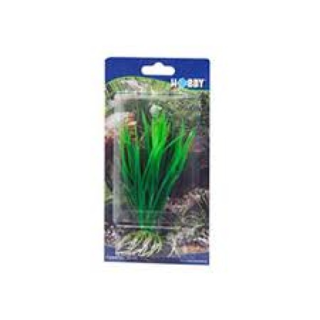 Hobby cyperus 16cm