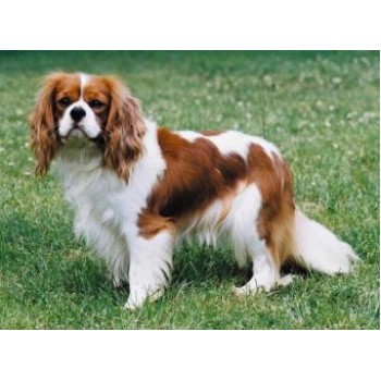 CAVALIER KING SPANIEL