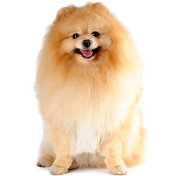 POMERANIAN ΣΚΥΛΟΙ ΣΥΝΤΡΟΦΙΑΣ