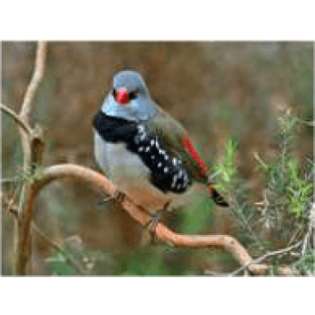 Παραδείσια diamont firetail