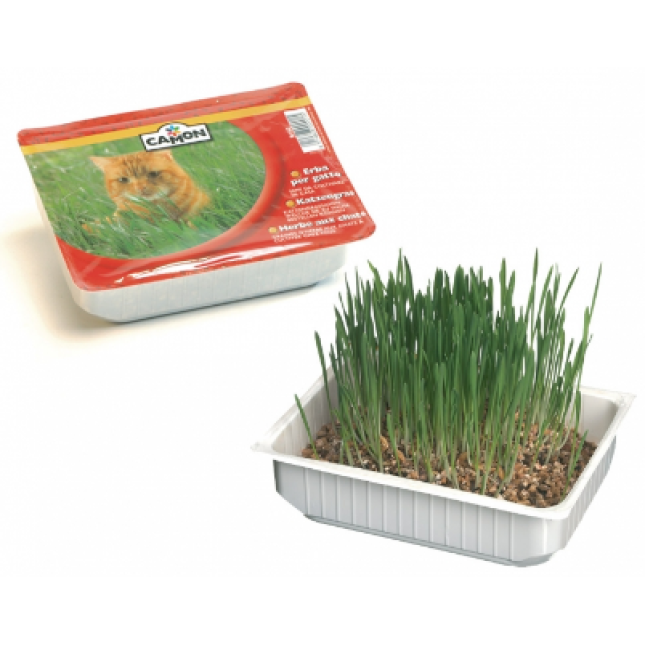 camon γρασίδι γάτας cat grass