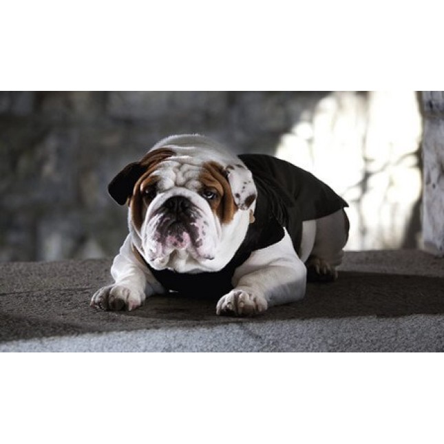 Croci μαύρο μπουφάν bulldog 47cm