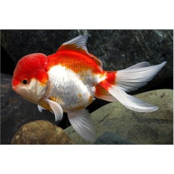 Red and white oranda (fantail) carassi