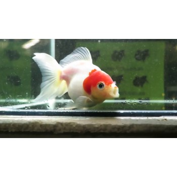 Mix ranchu 6-7 cm