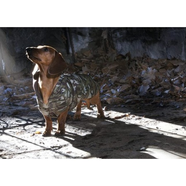 Croci μπουφάν dachshund militaryιδανικό για τον χειμώνα και το φθινόπωρο