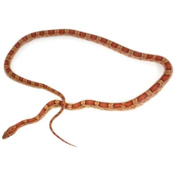 Φίδι baby corn snake normal