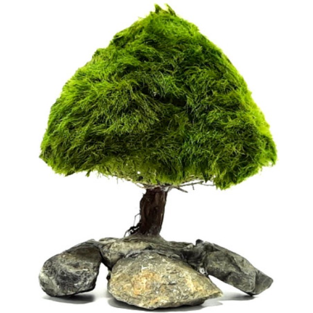 Διακοσμητικό δέντρο ενυδρείου Marimo Tree Figure Pine S 8-12cm