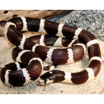 King Snake California