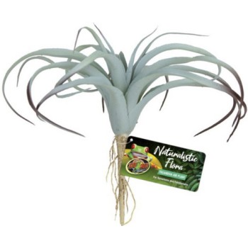 Zoo Med Διακοσμητικό φυτό Tillandsia Air Plant