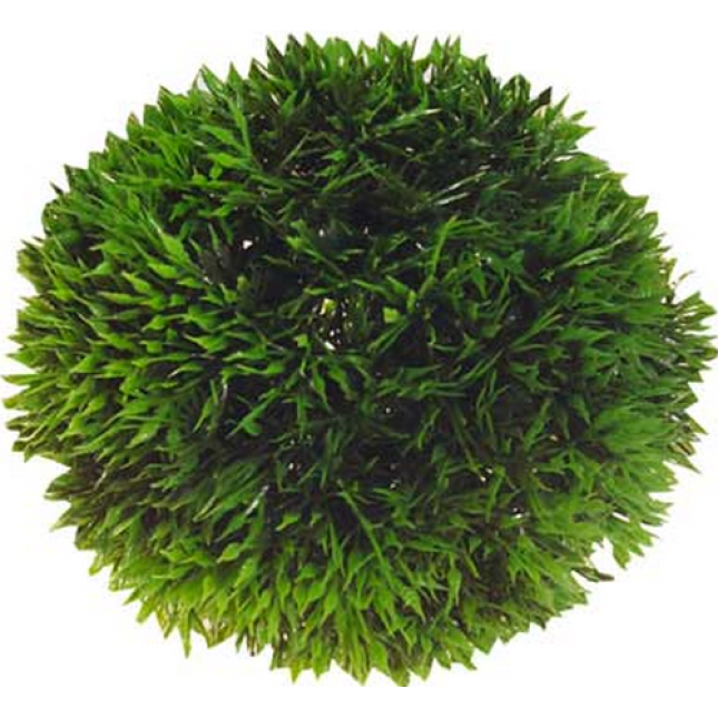 Hobby Plant Ball φυτό  13cm