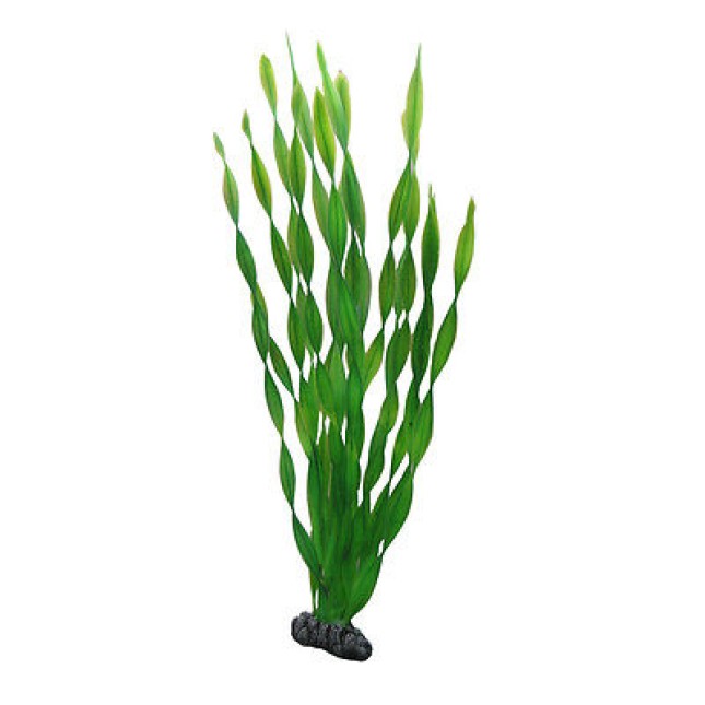 Hobby Vallisneria 46cm