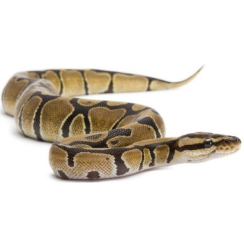 Ball python regius