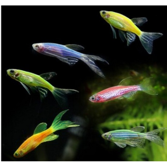 Zebra danio color L