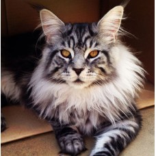 Γάτα Μέιν Κουν (Maine Coon)