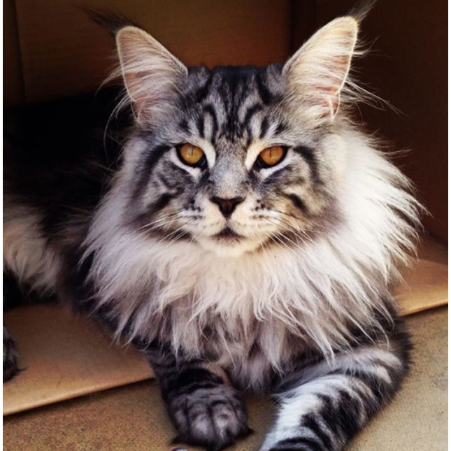 Γάτα Μέιν Κουν (Maine Coon)