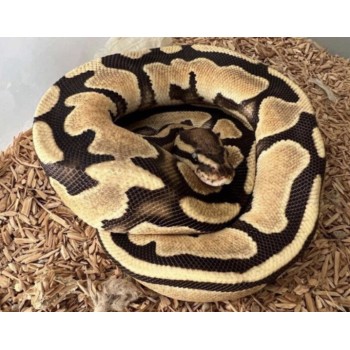 Ball Python Fire θηλυκό 40-50cm