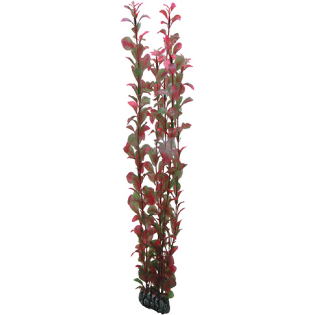 Hobby Ludwigia 60cm