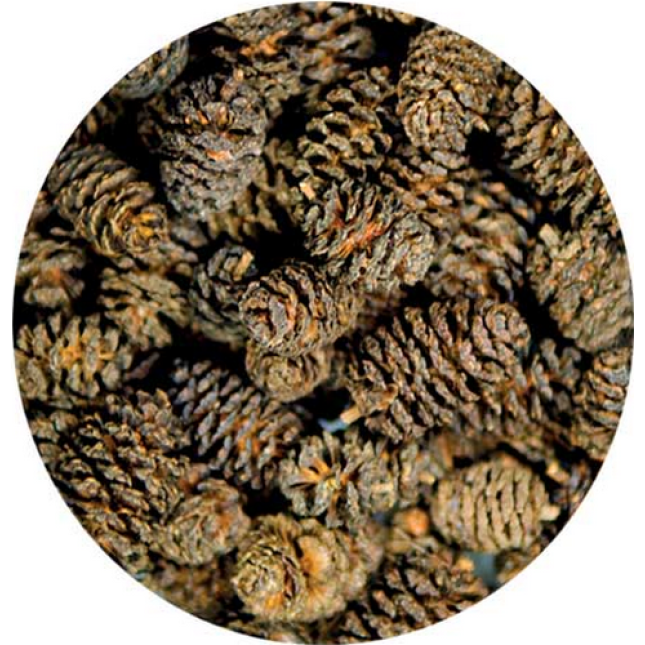 Hobby Alder Cones παρέχουν την ανάπτυξη των φυτών στο ενυδρείο 50 τμχ