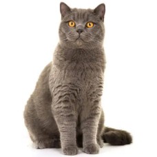 Γάτα British Shorthair